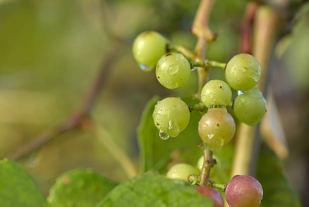 istock Branches of wet red wine grapes growing, after rain 629960550
