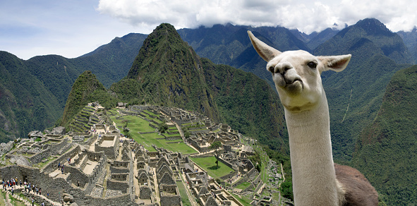 Funny Llama in Machu Picchu