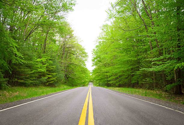 istock Straight mountain road in green forest 629961542