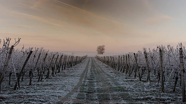 istock winter in the vineyards 629961620