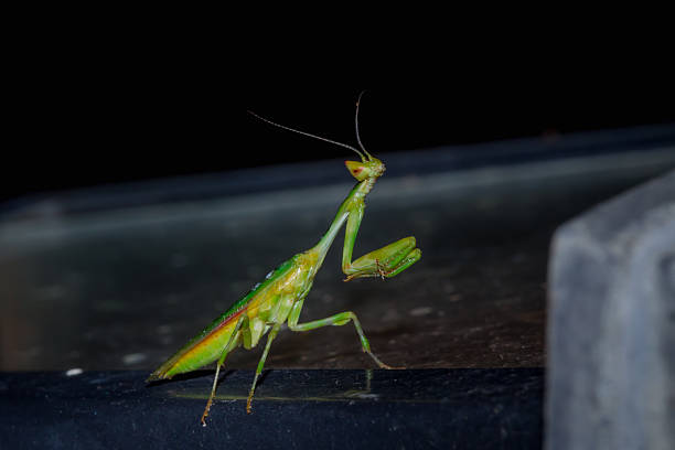istock Green Praying Mantis, South Africa 629961842