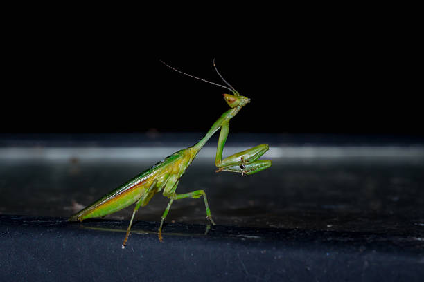 istock Green Praying Mantis, South Africa 629961928