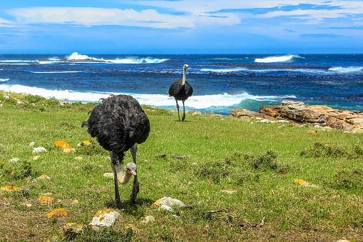 Front view of two Ostrichs standing in wild coast at the Cape of Good Hope in Table Mountain National Park, South Africa.