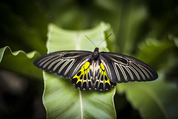 butterfly beautiful in the nature, Natural green background