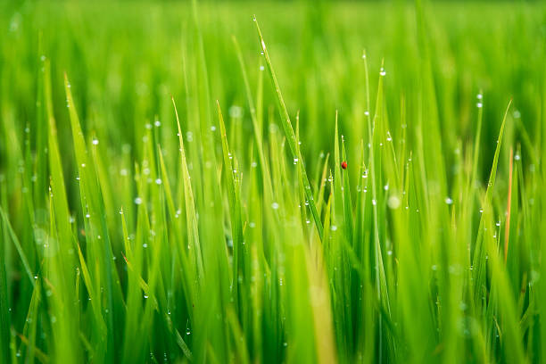 istock Selective soft focus of lady bug on the rice leaf 629965644