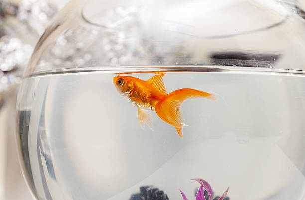 istock Goldfish in an aquarium 629966472