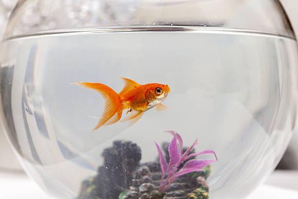 istock Goldfish in an aquarium 629966650
