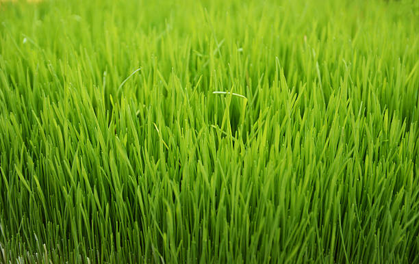 グリーンの小麦  - ground green wheatgrass isolated ストックフォトと画像