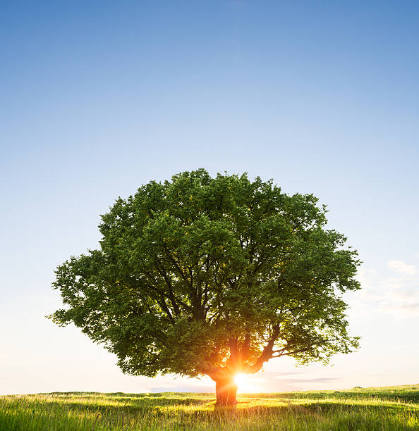 Beautiful sunset behind tree in green field stock photo