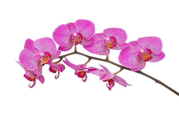 istock Purple orchid flower (Clipping path) 629984596