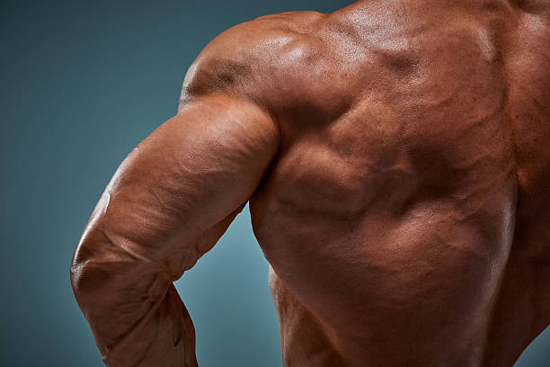 istock torso of attractive male body builder on gray background. 629985288