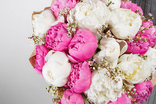 istock fresh bright blooming peonies flowers on white background. and pink 629985424