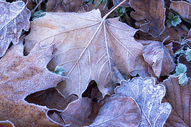 istock Winter frost on autumn leaves 629986526