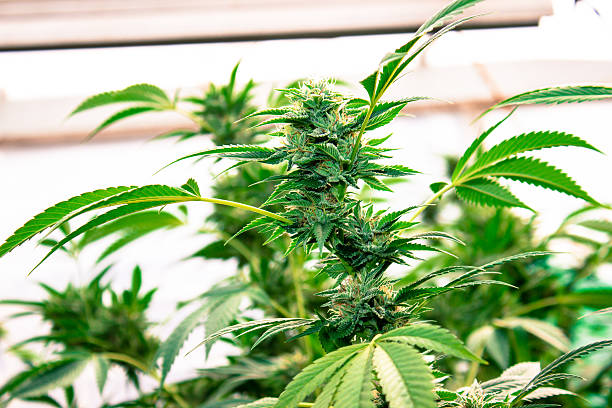 Urban Grow Black and White stock photo