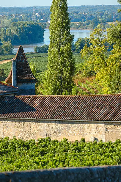 Fronsac Vineyard landscape, Vineyard south west of France, Europe