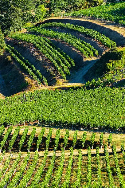 Fronsac Vineyard landscape, Vineyard south west of France, Europe