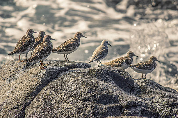 istock Birds of Oahu 629993950