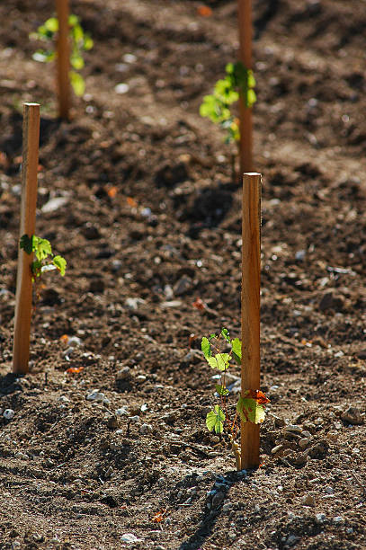 istock French young plant vineyards 629994032
