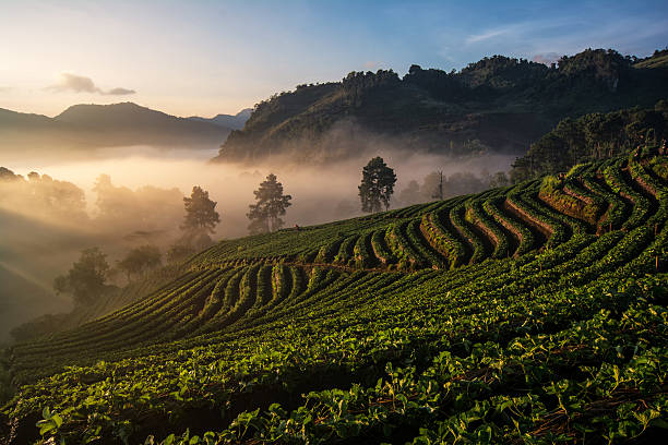 istock Background blur light morning with fog floating on the mountain 629994118