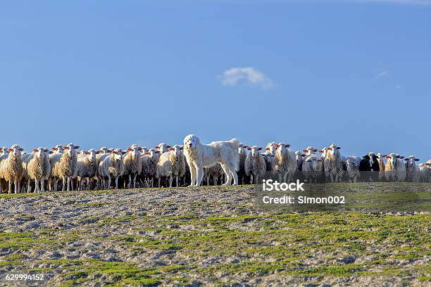 Tatra Shepherd Dog Sheepdog And Flock Of Sheep Stock Photo - Download Image Now - Dog, Protection, Herd