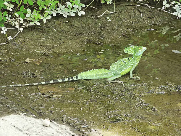 basilisk jungle reptille in Manuel Antonio park Costa Rica