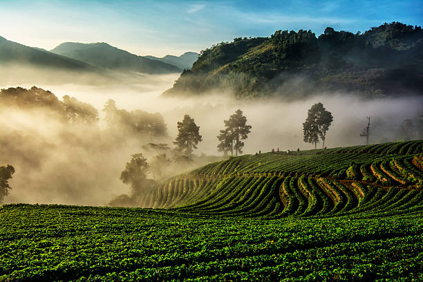 istock Background blur light morning with fog floating on the mountain 629994536