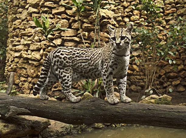 Photo of Ocelot wild cat