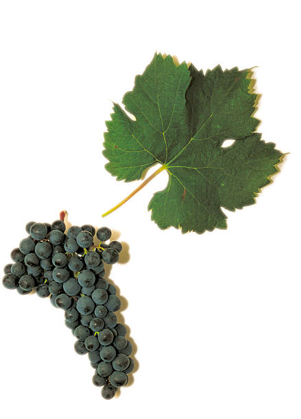 istock Red Merlot grape with green leaf, isolated on white background 629995810