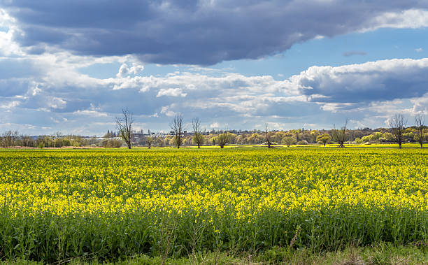 istock Rapeseed field in bloom with trees and cloudy sky 629998196