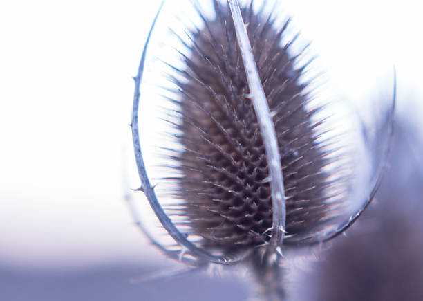 istock Dry Thistle flower in Winter close up Nature  Background 629998280