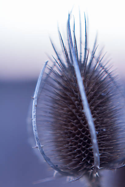 istock Dry Thistle flower in Winter close up Nature  Background 629998318