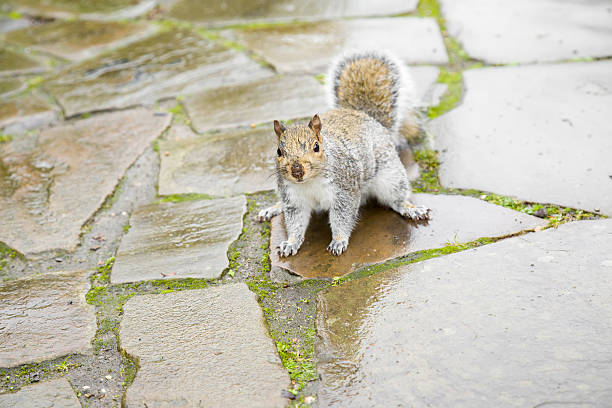 istock Squirrel on the wet pavement trail in a London park. 629998958