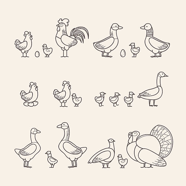 illustrazioni stock, clip art, cartoni animati e icone di tendenza di set icone contorno - pollame - duck animal egg isolated bird