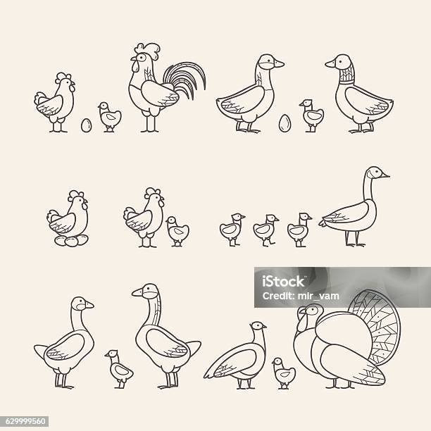 Outline Icons Set Poultry Stock Illustration - Download Image Now - Chicken - Bird, Icon Symbol, Illustration