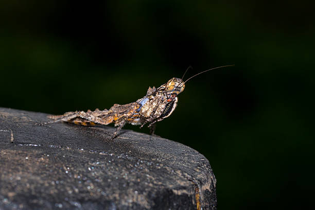 istock Brown and Grey Bark Mantis, South Africa 629999584