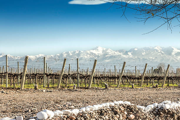 vignobles en hiver - snowcapped mountain mountain range snow photos et images de collection