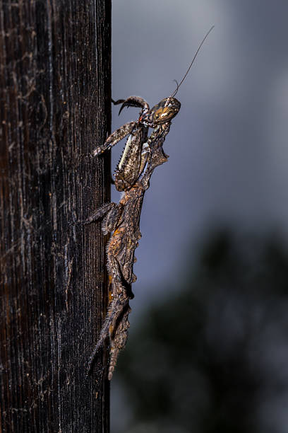 istock Brown and Grey Bark Mantis, South Africa 630008158