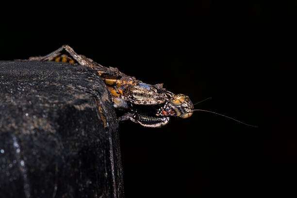 istock Brown and Grey Bark Mantis, South Africa 630008262