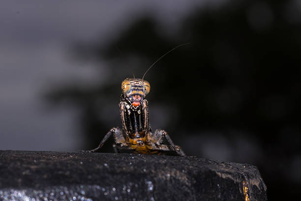 istock Brown and Grey Bark Mantis, South Africa 630008300