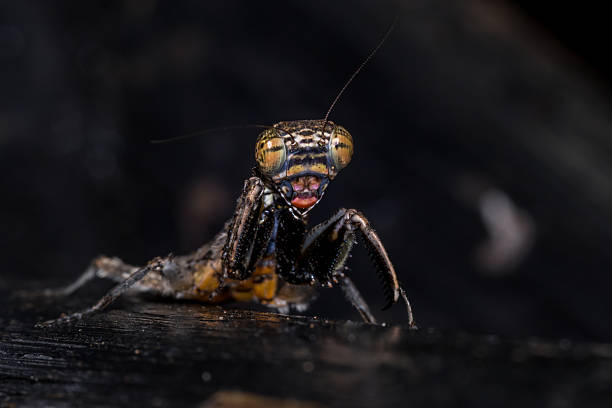 istock Brown and Grey Bark Mantis, South Africa 630009364