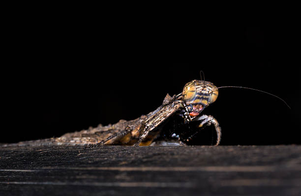 Brown and Grey Bark Mantis, South Africa