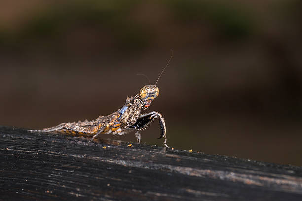 istock Brown and Grey Bark Mantis, South Africa 630009652