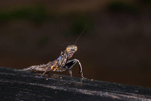 istock Brown and Grey Bark Mantis, South Africa 630009690