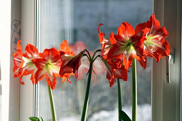 istock red flower on with latin name Amaryllis or Hippeastrum. Selected 630010640