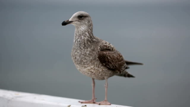 Seagull on a pier
