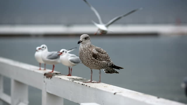 Seagull on a pier