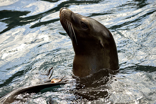 istock Sea lion swimming 630016396