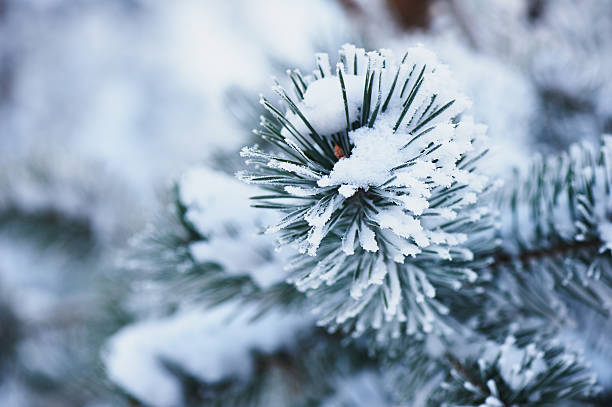 istock Fluffy branches of tree covered with snow and hoar frost 630017096