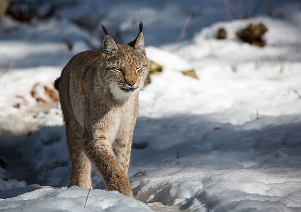istock Lynx in winter in a german deer park 630017590
