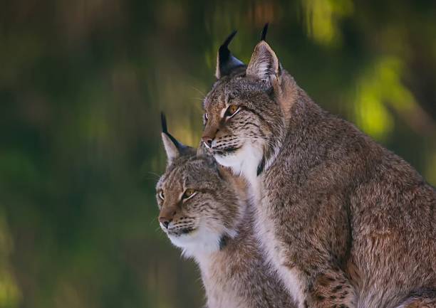 istock Lynx in winter in a german deer park 630017780